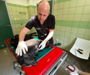 Transfuzja krwi kóz w lecznicy ADA [GALERIA]