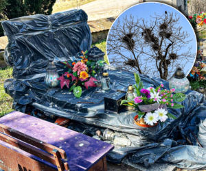 Ptasi terror w Jezioranach! Cmentarz tonie w odchodach, a mieszkańcy są bezradni. „Groby trzeba owijać folią!”