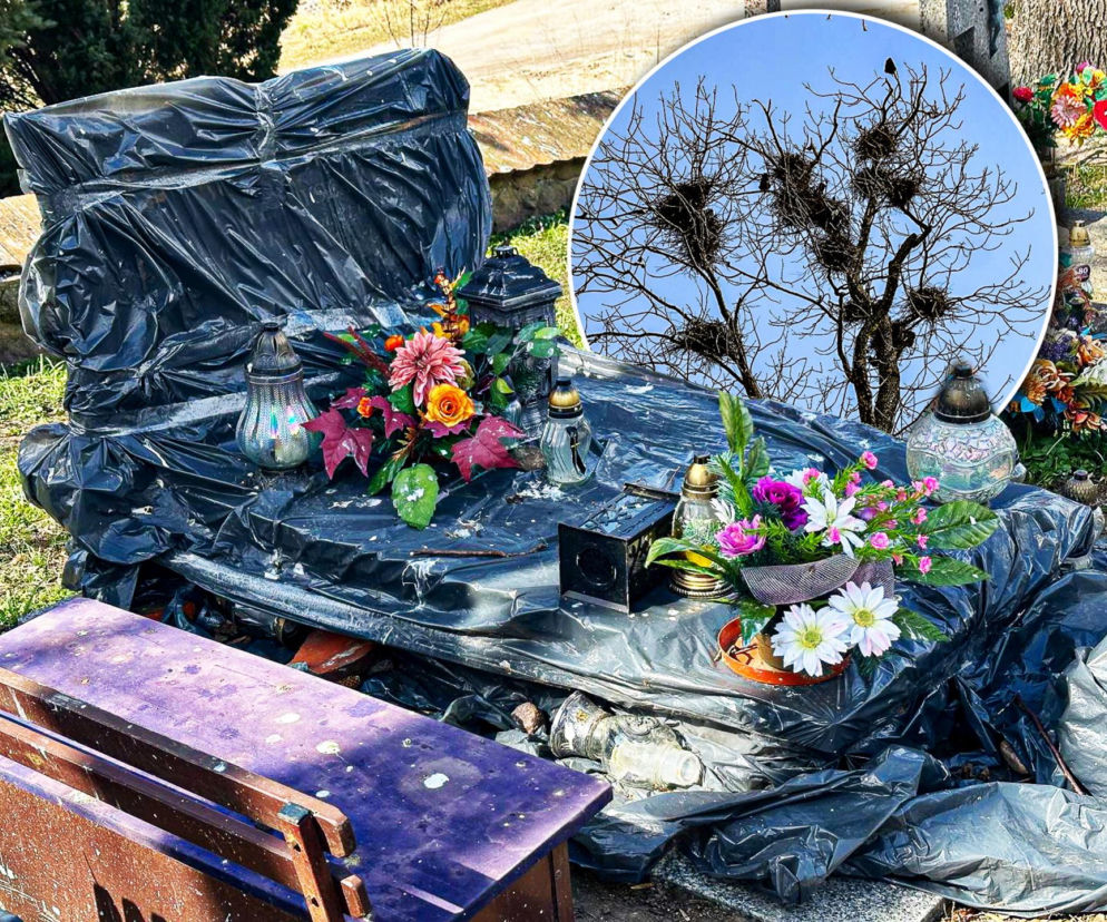 Mieszkańcy owijają groby folią. Ptaki terroryzują cmentarz w Jezioranach. Drą się od świtu, wszędzie pełno odchodów