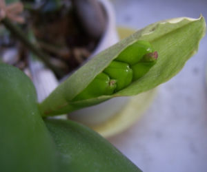 Storczyk Cattleya