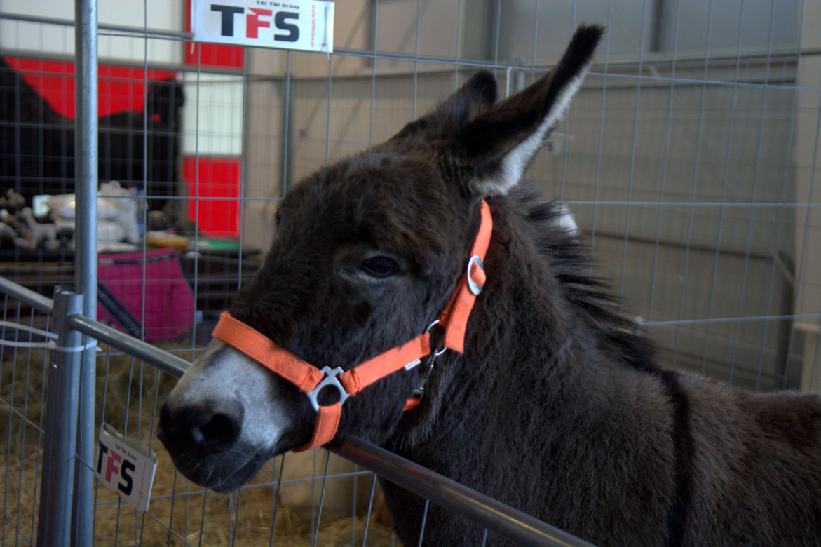 ZOOPARK 2019 w Lublinie. Wystawa pełna niezwykłości. Zobacz zdjęcia!