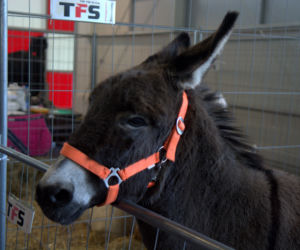 ZOOPARK 2019 w Lublinie. Wystawa pełna niezwykłości. Zobacz zdjęcia!