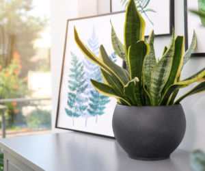 Skorupki po jajkach? Nie wyrzucaj! Podlej nimi sansewierię 