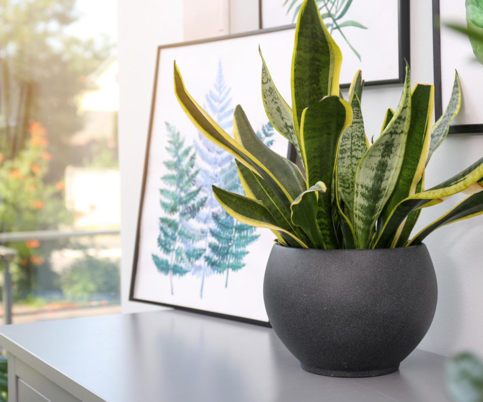 Skorupki po jajkach? Nie wyrzucaj! Podlej nimi sansewierię 