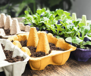 Rozsada w wytłaczankach po jajkach