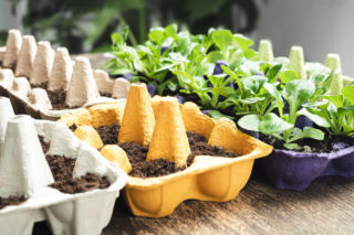 Jak zrobić rozsadę w wytłaczankach po jajkach