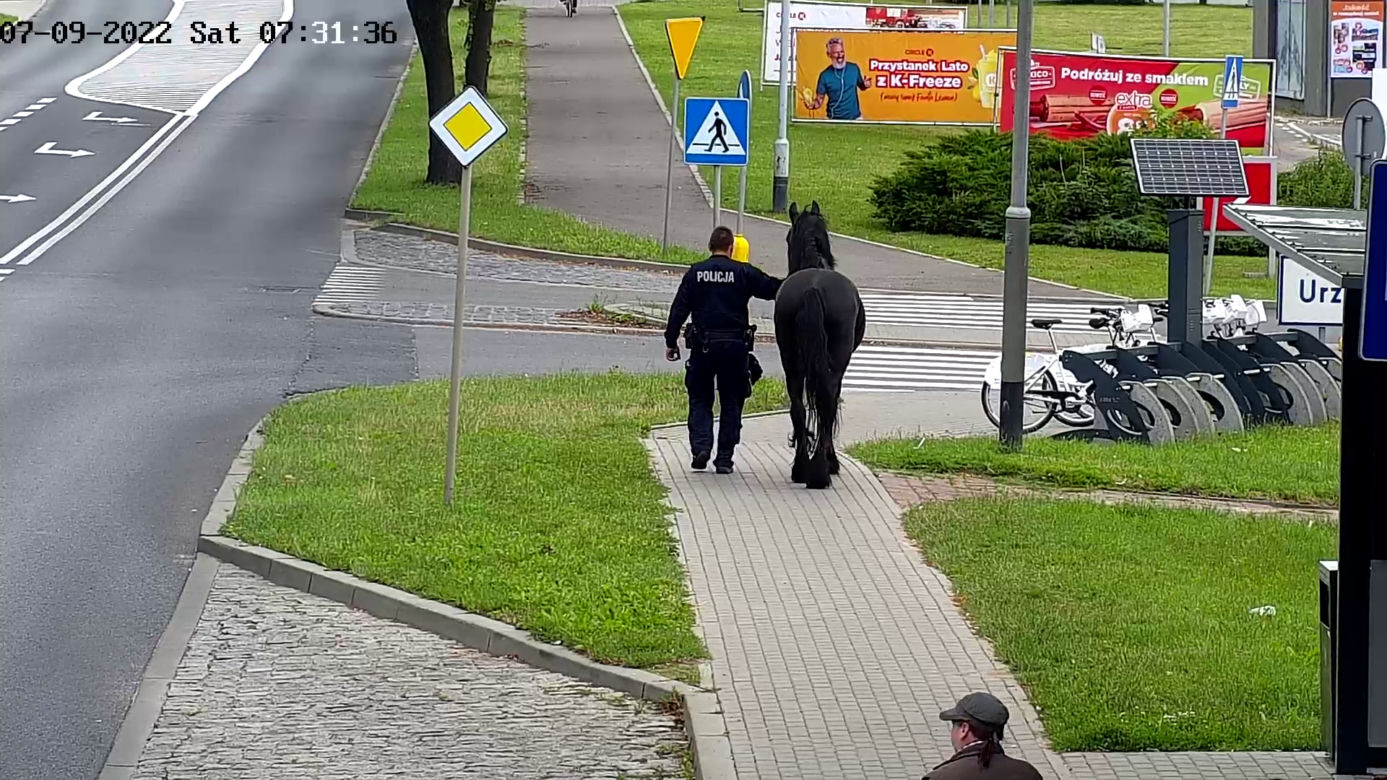 Konik na gigancie. Niecodzienna akcja w centrum Szczecinka