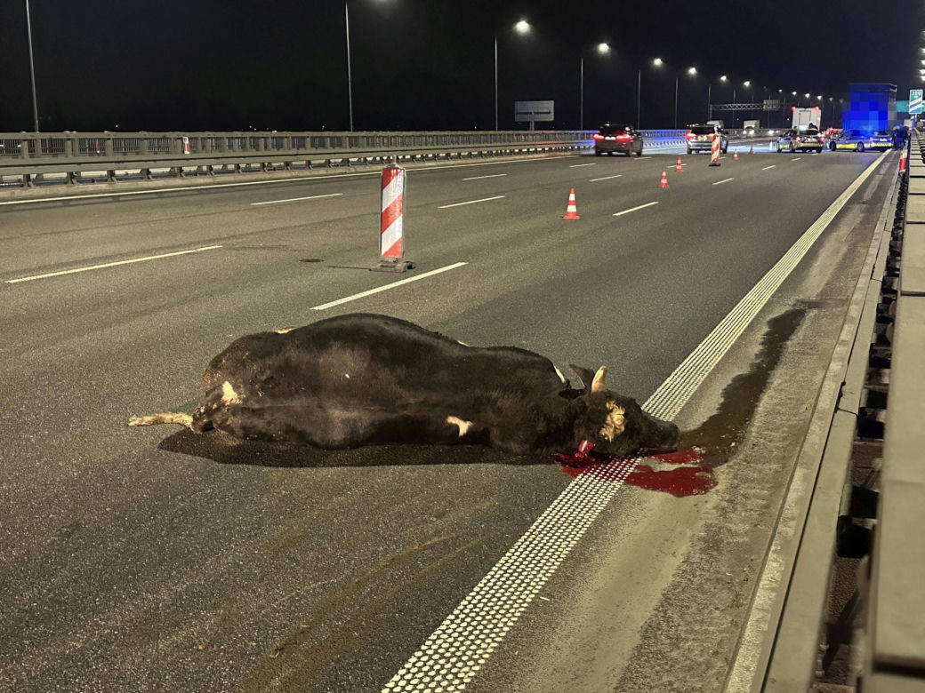 Byki brykają na moście w Warszawie! Wypadły z ciężarówki.