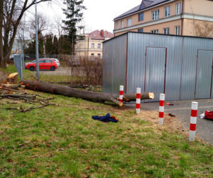 Drzewo przygniotło robotnika w Konstancinie