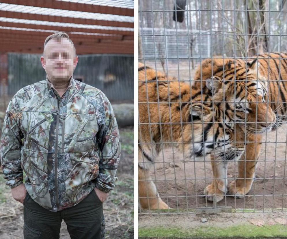 Koniec tygrysiej afery w Wielkopolsce? Maciej M. handlował dzikimi zwierzętami. W końcu usłyszy wyrok