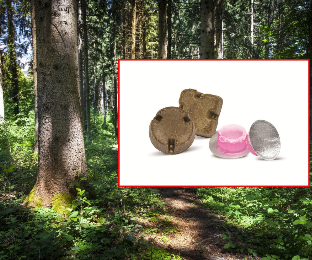 Las iglasty. Na miniaturze szczepionki dla lisów w brązowej przynęcie. O akcji na Podkarpaciu przeczytasz na SE.
