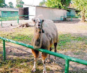 Garbaty morderca grasuje w ZOO