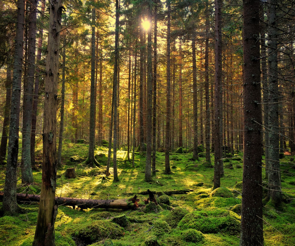 Białowieża - odpoczynek w carskiej wsi