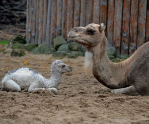 Wielbłądziatko przyszło na świat we wrocławskim zoo