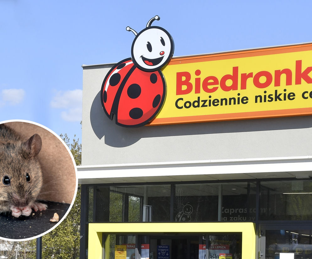 Mysz biegała pomiędzy bułkami w Biedronce. Mamy komentarz