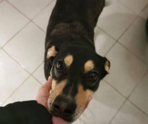 Interwencja w Sobolewie. Wrocławskie schronisko przyjęło 10 psów