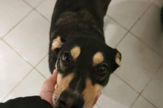 Interwencja w Sobolewie. Wrocławskie schronisko przyjęło 10 psów