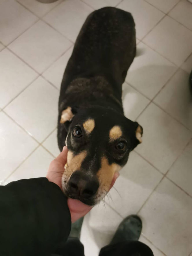 Interwencja w Sobolewie. Wrocławskie schronisko przyjęło 10 psów