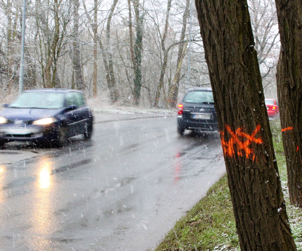 Drzewa do wycięcia na ul. Arkońskiej