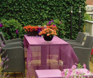 Pnącza na balkonie