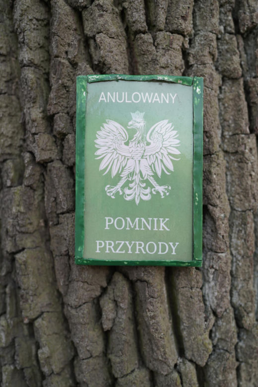 Dąb był pomnikiem przyrody przez 14 dni. Obok powstaje apartamentowiec