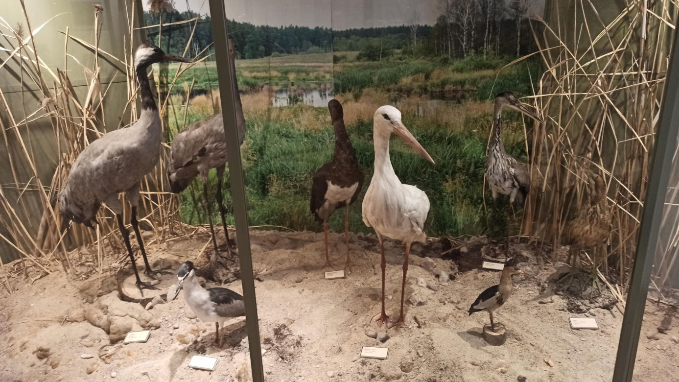 Muzeum Przyrody w Olsztynie. Poznajcie faunę oraz florę Warmii i Mazur