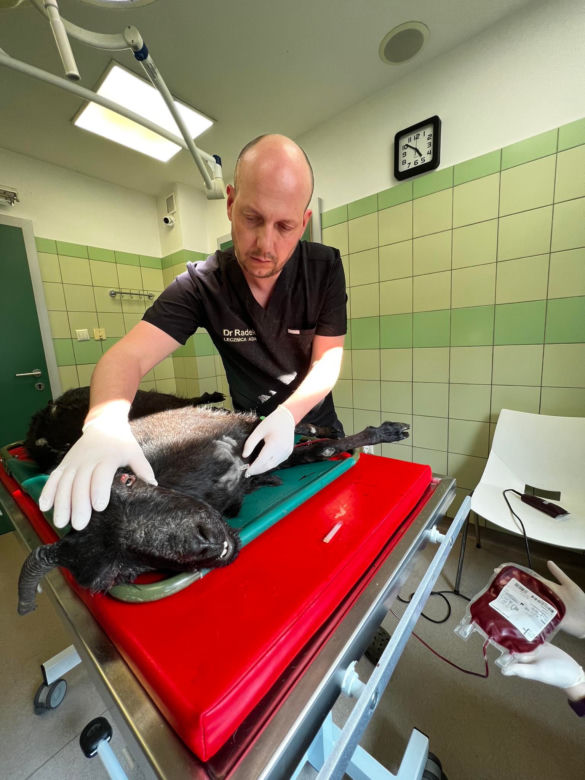 Transfuzja krwi kóz w lecznicy ADA [GALERIA]