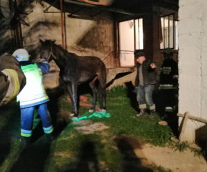 Podkarpacie: Tak imprezowali, że koń wpadł do piwnicy