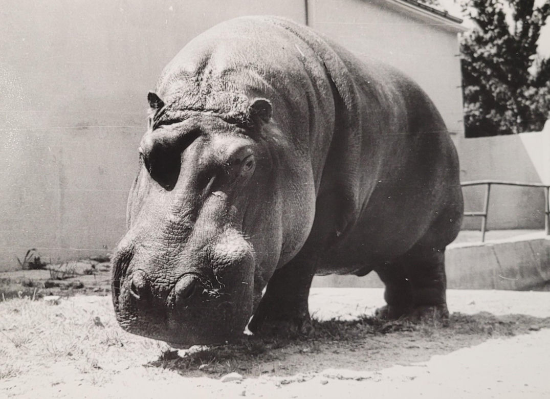 Łódzkie zoo w latach 70.