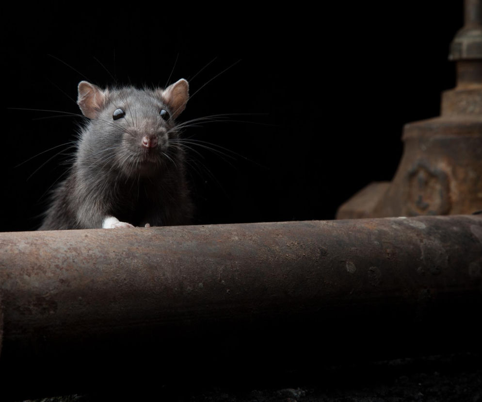Jak szczury trafiają do hal produkcyjnych i co zrobić, by ich tam nie było?