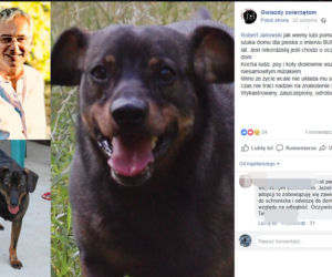 Janowski aukcja z psami