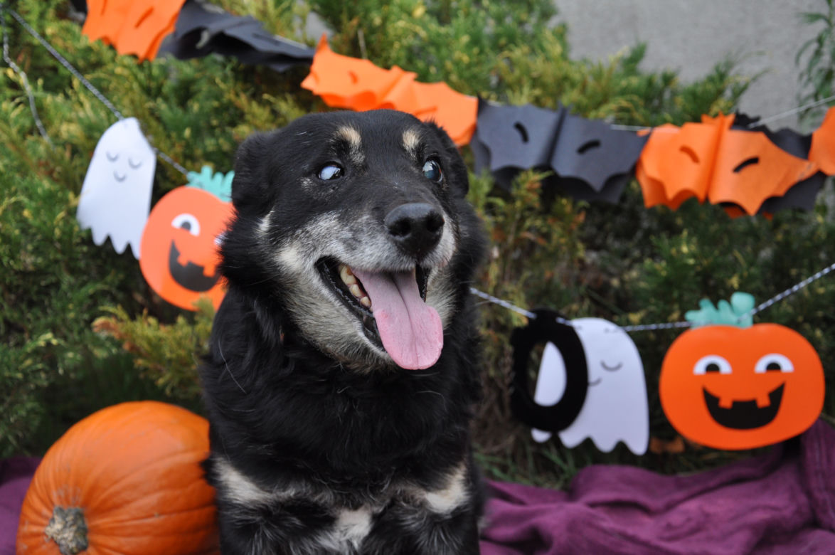 Zwierzaki w Halloweenowej sesji zdjęciowej