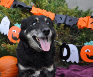 Zwierzaki w Halloweenowej sesji zdjęciowej