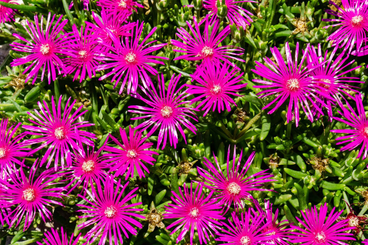 Delosperma