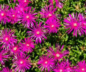 Delosperma