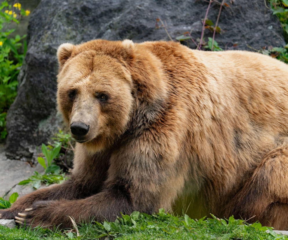 Potężny niedźwiedź brunatny siedzący na trawie przed skałą. O konkursie Fat Bear Week przeczytasz na Eska.