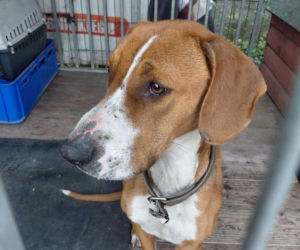 Policjanci usłyszeli ciche skomlenie, widok złamał im serca. Skrajnie wychudzona psinka nie miała dostępu nawet do wody