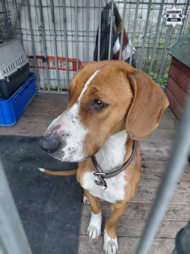 Policjanci usłyszeli ciche skomlenie, widok złamał im serca. Skrajnie wychudzona psinka nie miała dostępu nawet do wody