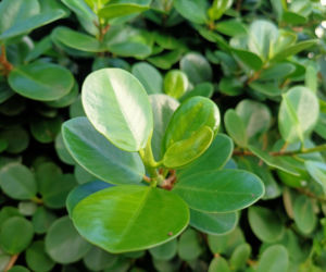 Ficus microcarpa gubi liście [Porada eksperta]