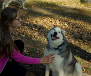 Husky opanowały Psi Park! [GALERIA]