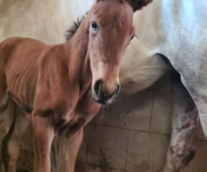 Ten maluch przyszedł na świat w starachowickiej Stajni pod Dębem w poniedziałek w nocy