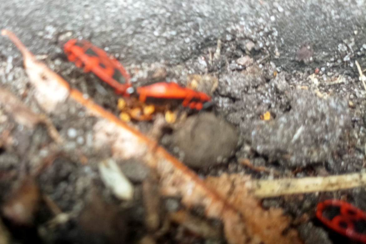 Czerwone owady opanowały centrum Szczecina. Nie są groźne, a wręcz bardzo pożyteczne