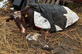 Łańcuchu wrośnięte w skórę. Piekło zwierząt w gospodarstwie