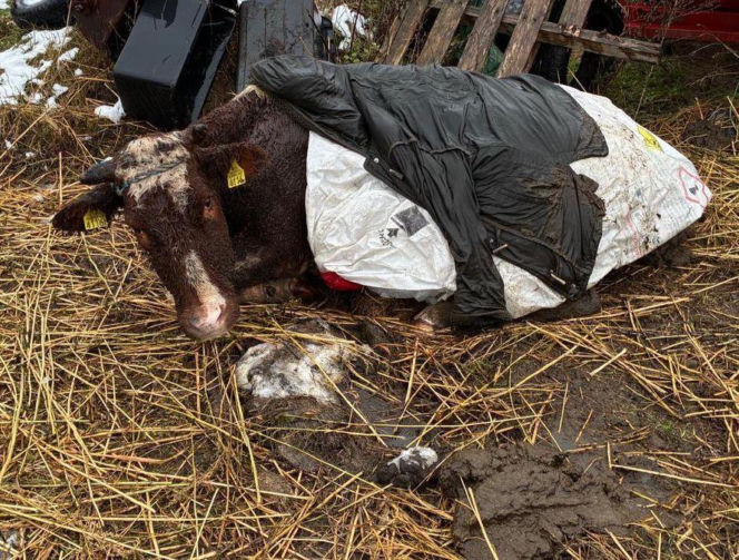 Łańcuchu wrośnięte w skórę. Piekło zwierząt w gospodarstwie