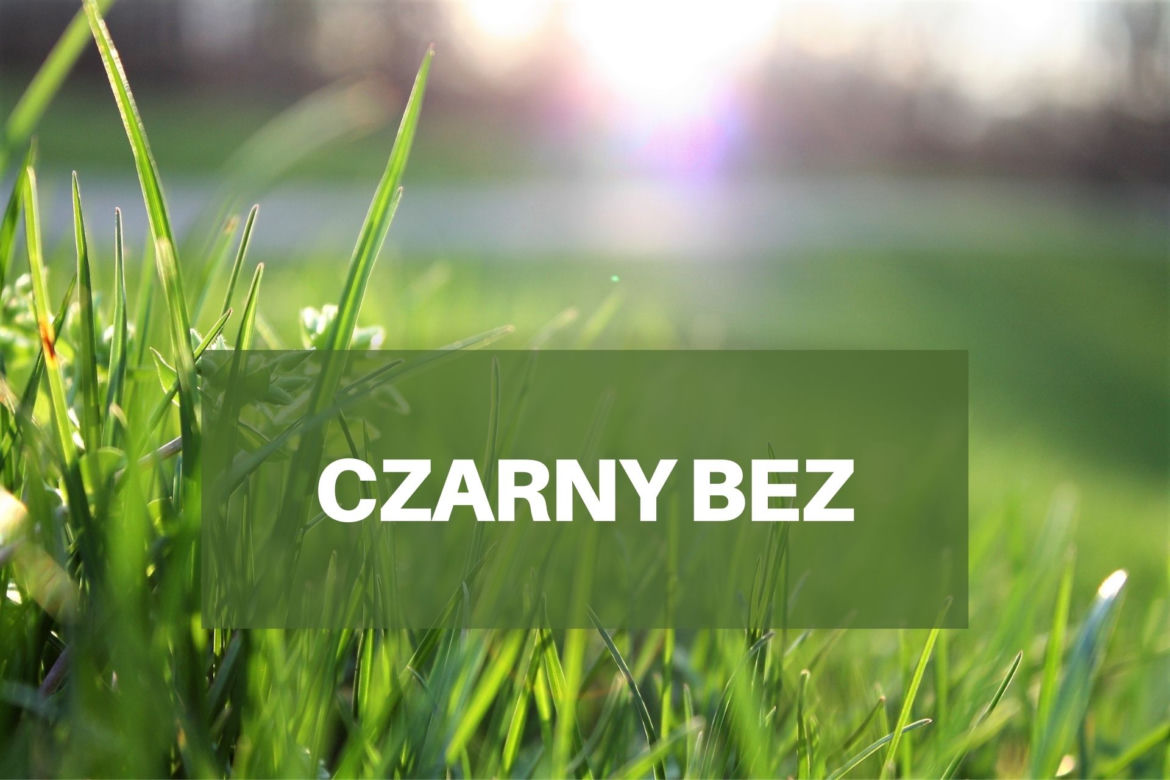 Co pyli w czerwcu 2021? Jakie pyłki wywołują alergie w czerwcu? [LISTA ALERGENÓW]