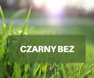 Co pyli w czerwcu 2021? Jakie pyłki wywołują alergie w czerwcu? [LISTA ALERGENÓW]