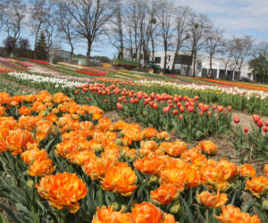 Tulipany na polach w Chrzypsku Wielkim