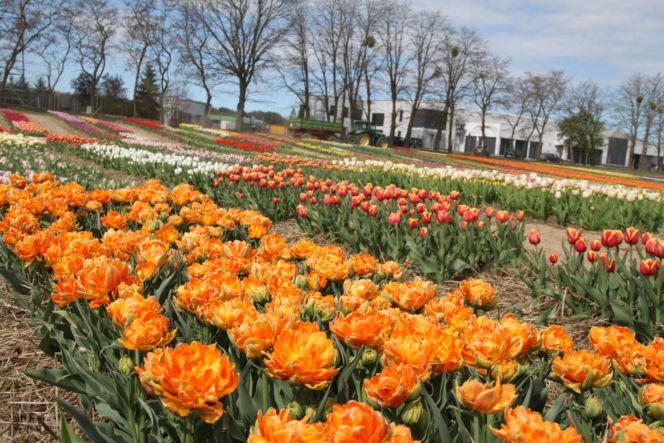 Tulipany na polach w Chrzypsku Wielkim