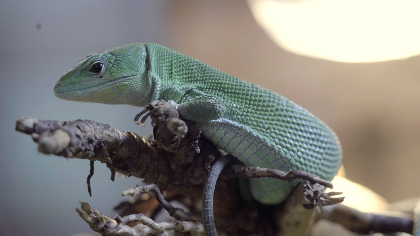 Miniaturowy smok urodził się we wrocławskim ZOO. Zobacz, jaki jest uroczy! [ZDJĘCIA]