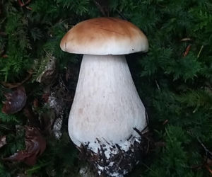 Król starachowickich lasów Samotny Wilk